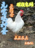 纯白色元宝鸡受精蛋，可孵化农家散养元宝鸡种蛋，观赏型鸡种蛋