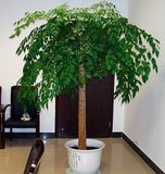 室内大型客厅办公绿植花卉盆栽幸福树平安树绿宝观叶植物防辐射