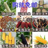 玉米种子 蔬菜种子春季种  菠萝/水果/草莓玉米 甜/黑/糯玉米盆栽