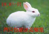 19.8一只 两只包邮送运输笼宠物兔子活体 活兔子 小白兔