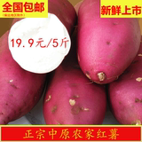 中原农家新鲜生红薯番薯地瓜河南特产白薯山芋自种有机5斤包邮
