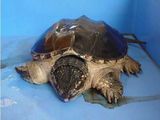 鳄鱼龟 灰种（黑甲）大黄鳄龟 活体 35元一斤 优惠价 包邮
