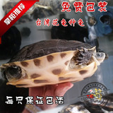 台湾草龟 批发活体大小乌龟食用孵蛋龟 种龟母龟繁殖龟 老龟种