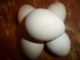 珍珠鸡/受精种蛋/可孵化用蛋/受精蛋   特禽种蛋