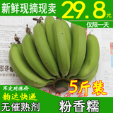 包邮新鲜广西香蕉 水果香蕉banana 非米蕉粉蕉糯米蕉非海南皇帝蕉