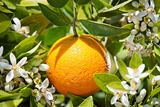 Ropana/蘂的芳疗花园巴西甜橙纯精油5ml平衡水油增加弹性护发