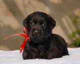 上海高品质黑色拉布拉多幼犬狗狗出售 纯种健康 专业犬舍繁殖