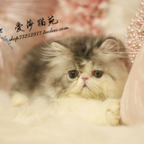 *爱莎猫苑的加菲猫*纯种蓝白异国长毛猫活体宠物猫/单CFADD(天津)