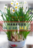 漳州水仙花种球水培套装冬季室内盆栽球根花卉植物水仙种子套餐