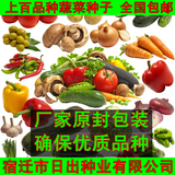 四季播蔬菜种子小白菜葱秋葵萝卜番茄辣椒菠菜生菜丝瓜空心菜黄瓜