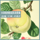 221 手绘水果植物图谱高清图片素材临摹参考喷绘装饰画图集484幅