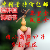 包邮美国小葫芦种子微型小葫芦籽特小手捻铁包金葫芦种子2-6厘米
