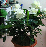 室内花卉芳香植物茉莉花 四季常青大小叶栀子花盆栽 净化空气包邮