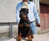 北京出售杜宾幼犬 纯种德系杜宾犬 高品质宠物狗狗 护卫犬实拍
