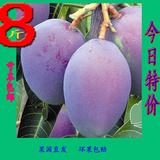 攀枝花吉禄芒果攀枝花特产新鲜水果紫芒超越南海南芒果8斤批发