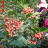 陕西韩城大红袍花椒树苗 基地直销 韩城原产地发货 品种保证