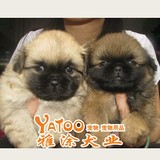黄京巴北京犬保证是纯种健康的活体宠物小狗狗幼犬有公母无中介