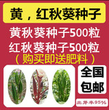 黄秋葵红秋葵种子补肾四季蔬菜羊角豆种子批发台湾五福杨贵妃包邮