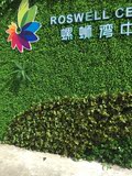 仿真植物墙绿化墙体仿真草坪地毯草皮室内绿植装饰绿色植物背景墙