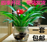 鸿运当头小盆栽水培花卉整套凤梨绿植水养植物室内办公空气包邮