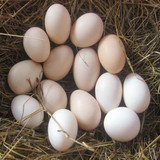 土鸡种蛋受精蛋农家散养可孵化受精鸡蛋种鸡蛋农家土鸡乌鸡蛋包邮