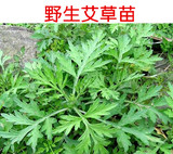 【正宗野生】艾草种苗艾团/清明果食材 药用食用 0.5元/棵 纯天然
