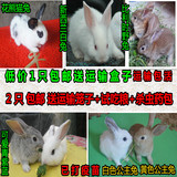 兔子活体 肉兔 宠物兔子小白兔灰兔子熊猫兔公主兔花兔子活体包邮