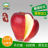 礼县花牛苹果新鲜水果刮泥红星小苹果胜天水蛇果10斤30颗特价包邮