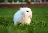 出售宠物活体小白兔侏儒迷你兔纯种荷兰垂耳兔荷兰鼠逆毛荷兰鼠