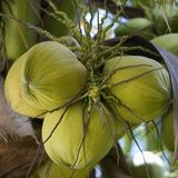 海南特产新鲜椰子水果  椰子汁  青皮椰子6个装包邮