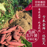 红薯新鲜现挖六鳌农家自种产品 沙地红心地瓜番薯小红蜜薯5斤包邮