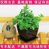 薄荷 小型盆栽植物 淡香盆栽 净化空气吸甲醛去味绿植花卉办公桌