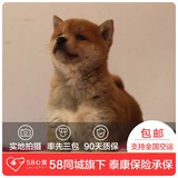 【58心宠】纯种柴犬单血统幼犬出售 宠物狗狗活体 成都包邮