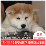 【58心宠】纯种秋田犬宠物级幼犬出售 宠物狗狗活体 广州包邮