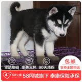 【58心宠】纯种哈士奇双血统幼犬出售 宠物狗狗活体 广州包邮