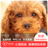 【58心宠】红色纯种泰迪幼犬 贵宾玩具体 宠物狗狗活体 同城包邮
