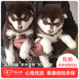 【58心宠】纯种阿拉斯加双血统幼犬出售 宠物狗狗活体 上海包邮