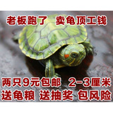 小乌龟活体 情侣龟 宠物龟 巴西龟苗 水陆龟 红耳招财龟2-3厘米