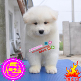 上海易宠人气白色家养雪橇犬微笑天使纯种萨摩耶犬幼犬活体中型犬