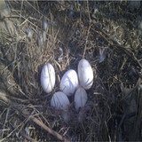 正宗苏北生态散养处子鹅蛋纯天然农家散养当天新鲜大鹅蛋可去胎毒