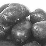 黑土豆种子