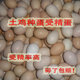 受鸡种蛋 草鸡受精蛋 土鸡种蛋 受精率高 孵化新鲜柴鸡蛋