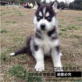【百姓缘】纯种蓝眼哈士奇犬幼犬/哈士奇雪橇犬/宠物狗狗活体出售