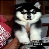【百姓缘】纯种阿拉斯加犬幼犬出售阿拉斯加狗雪橇犬活体宠物狗3