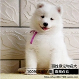 【百姓缘】出售纯种萨摩耶犬幼犬 西伯利亚雪橇犬纯白色萨摩耶狗3