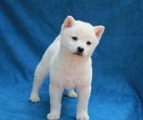 柴犬出售 白色柴犬 纯种幼犬 奶白色 家养繁殖  日系柴犬