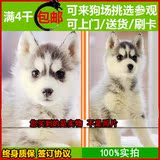 纯种哈士奇犬幼犬出售 双蓝眼西伯利亚雪橇犬 赛级家养活体宠物狗