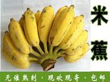 高州特产水果新鲜水果小米蕉海南香蕉粉蕉牛奶蕉农家青香蕉5斤