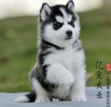 【亿宠】二货哈士奇幼犬出售 三把火蓝眼睛中型犬宠物小狗狗活体
