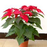 室内办公室客厅桌面盆栽花卉绿植植物盆景 一品红圣诞花万年红